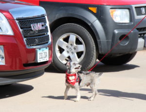 Unleashing Confidence: Nose Work Skills for Shy Dogs