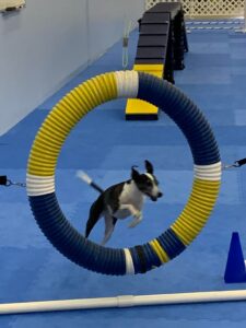 Dog Agility Classes