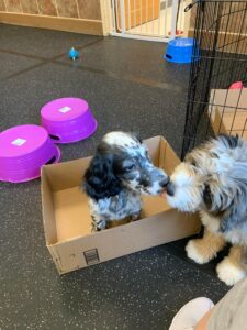 Puppy Drop Off Training