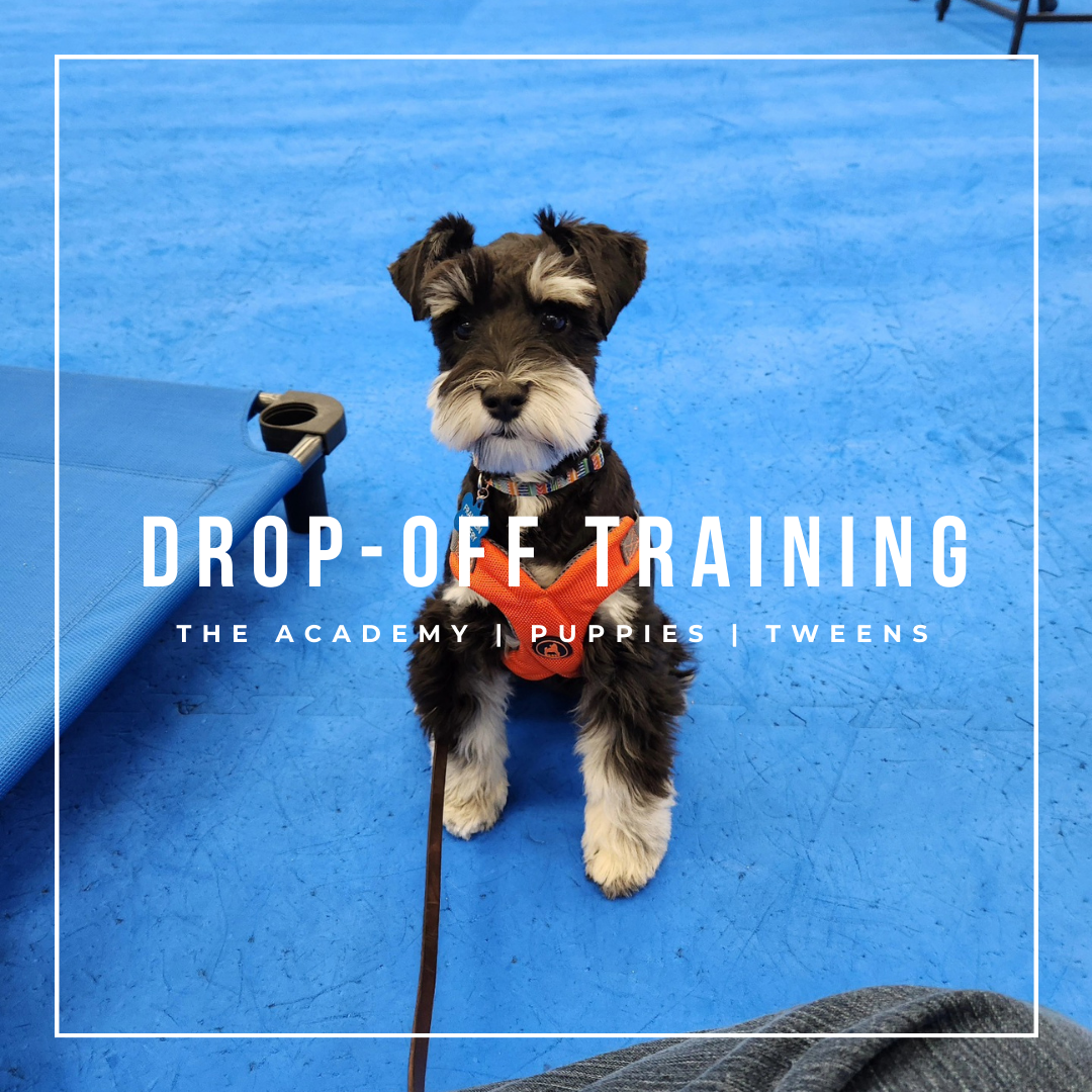 Drop off Dog Training Programs - The Day Training Academy, Puppy Program & Tweens Program