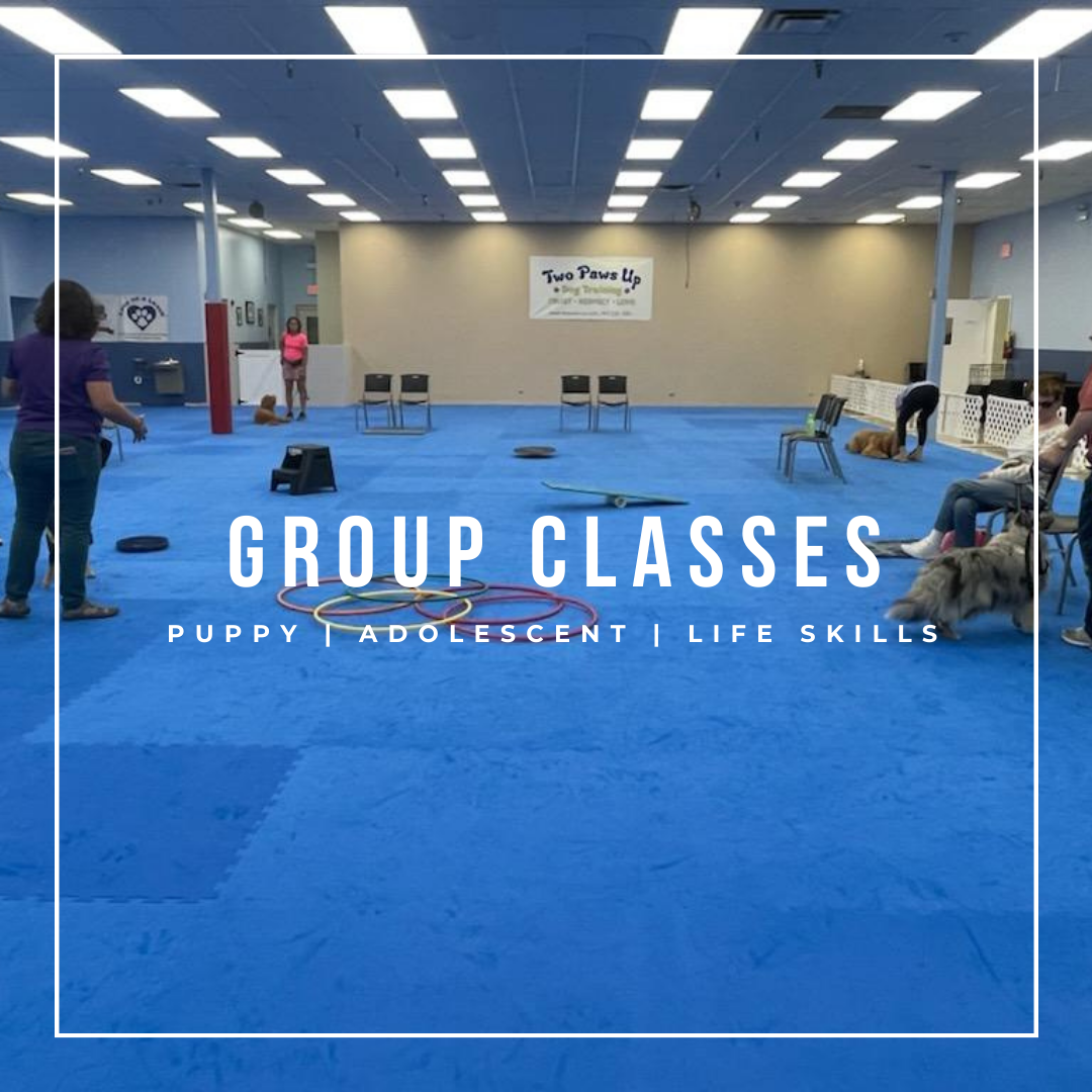 Group Dog Training Classes - Puppy Class, Adolescent Class & Adult Class