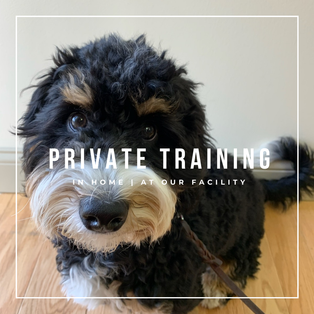 Private Dog Training Sessions - In-home Dog Training