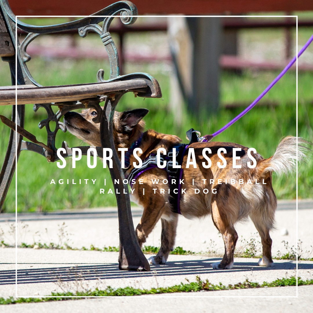 Dog Sport Classes - Agility Classes, Nose Work Classes, Rally Classes, Trick Dog Classes, Treibball Classes