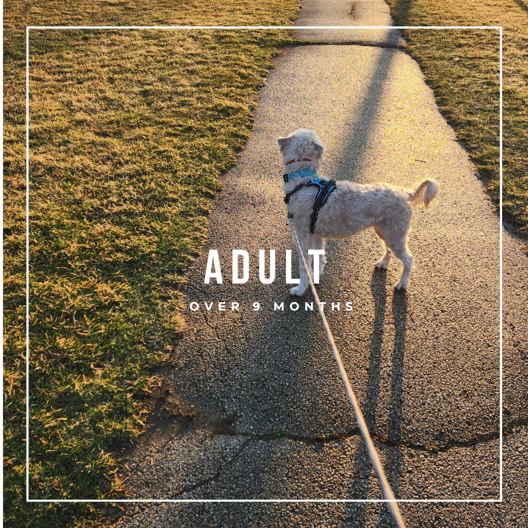 Adult Dog Classes