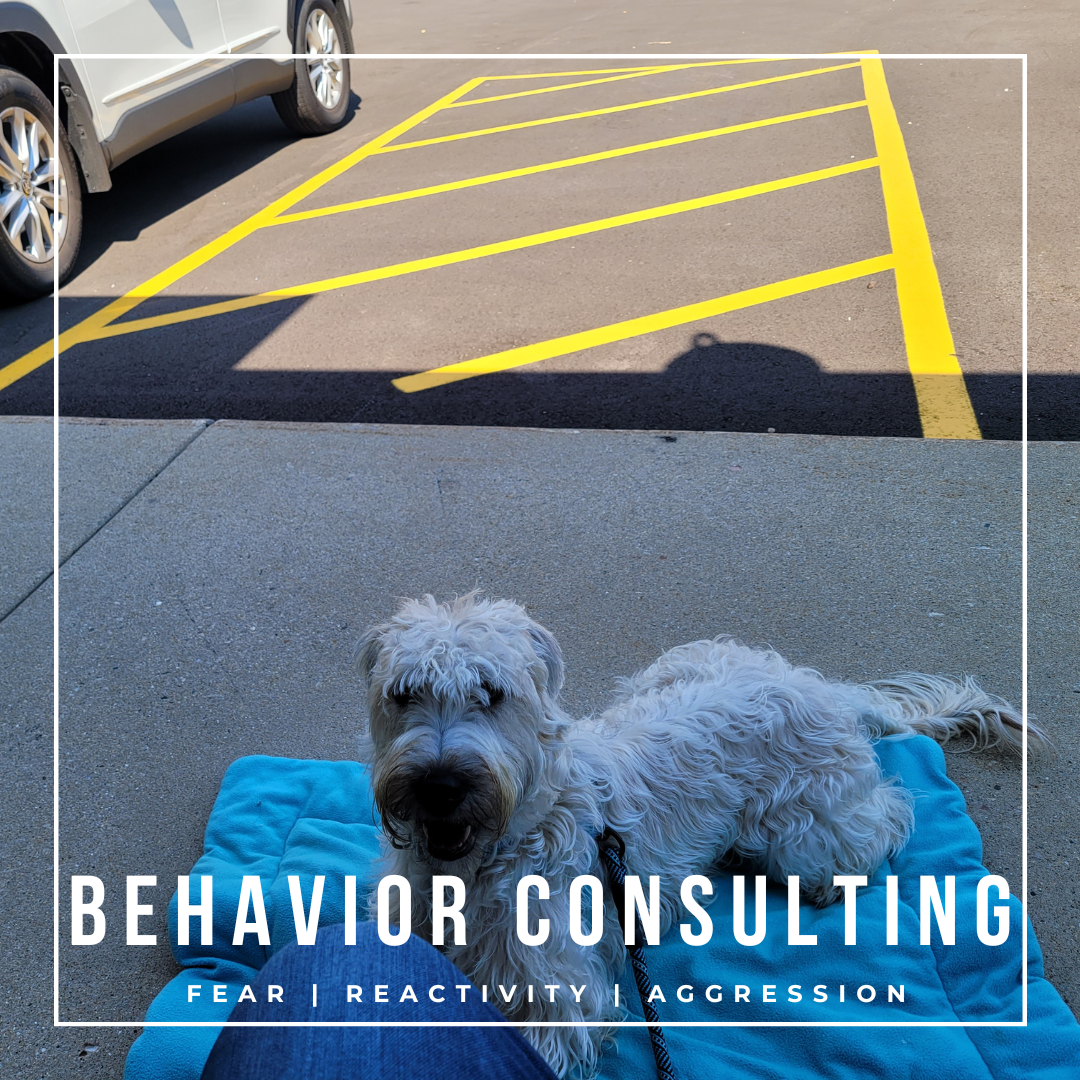 behavior consulting for reactivity, fear or aggression in dogs