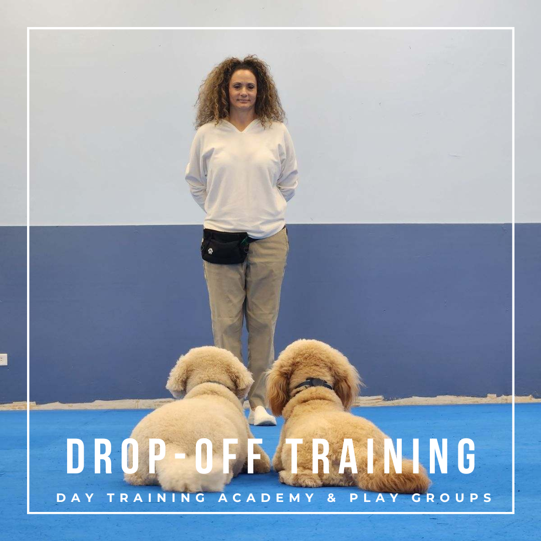 drop-off dog training programs