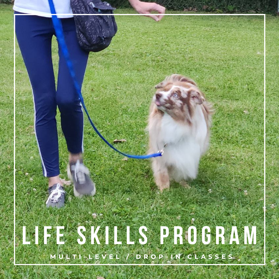 basic foundation training for dogs