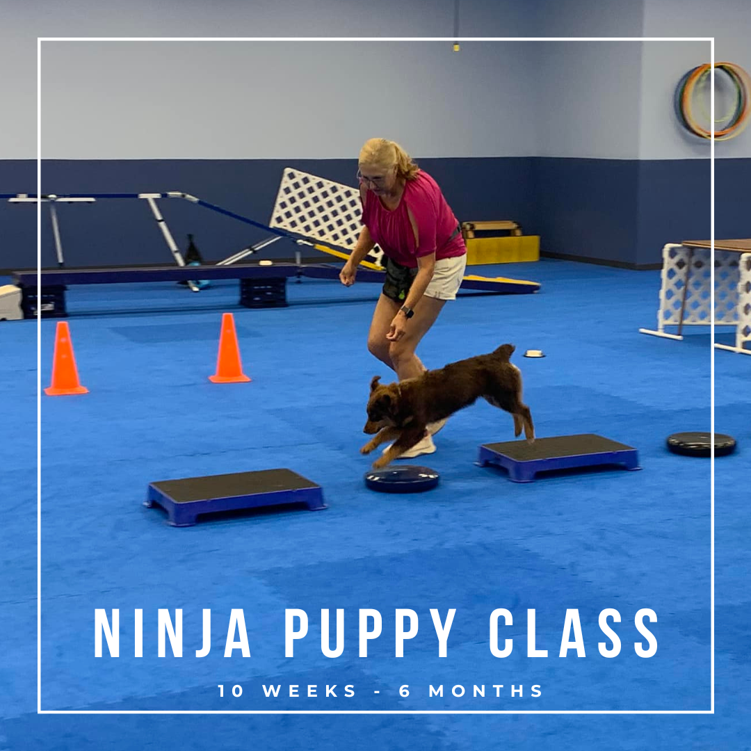 puppy agility & socialization class