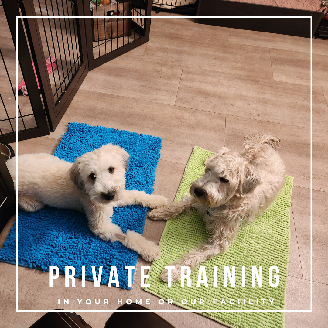 Private training for your adolescent dog