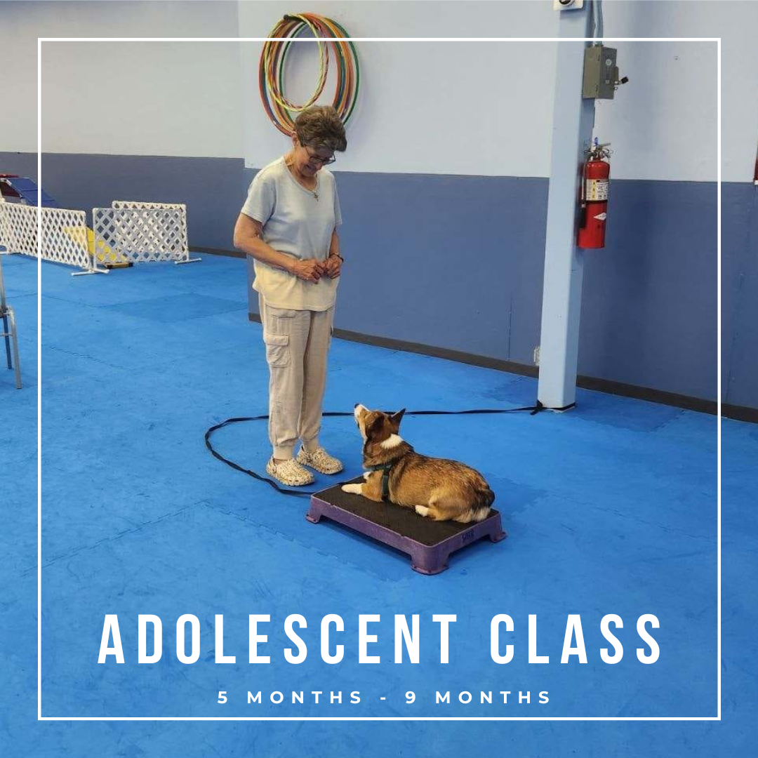 Puppy / Adolescence Dog Training Class