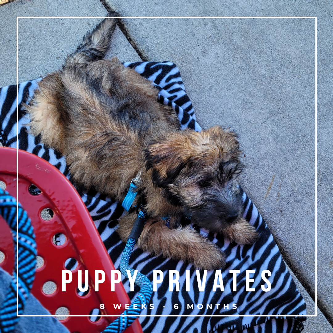 private training sessions for your puppy