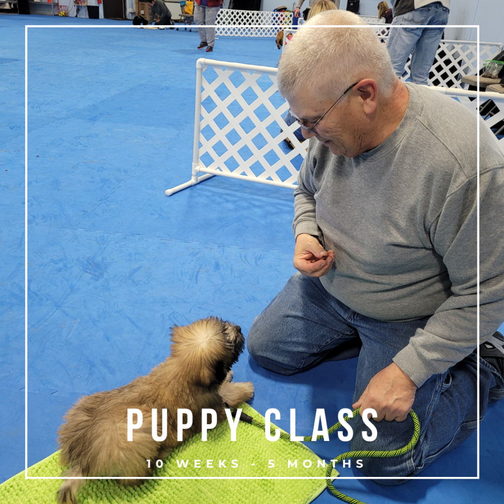 puppy training & socialization class