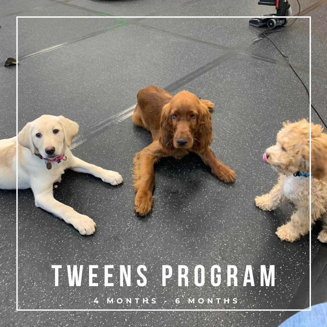 Adolescent / Puppy drop-off training program