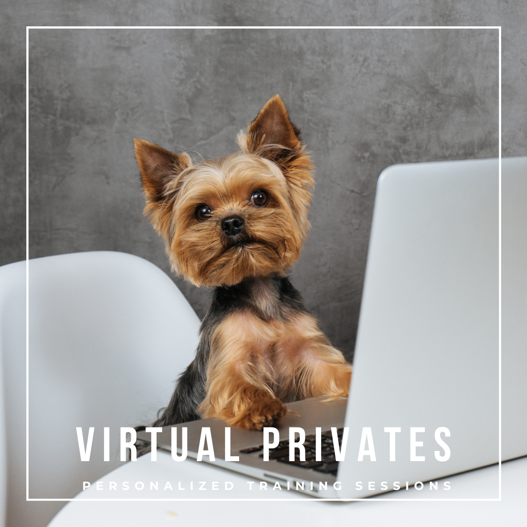 virtual private dog training sessions