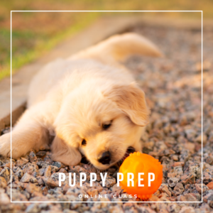Puppy Prep
